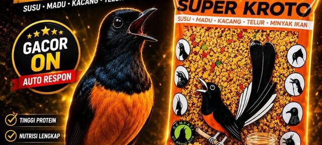 Makanan Terbaik untuk Burung Murai Batu Agar Cepat Kicau