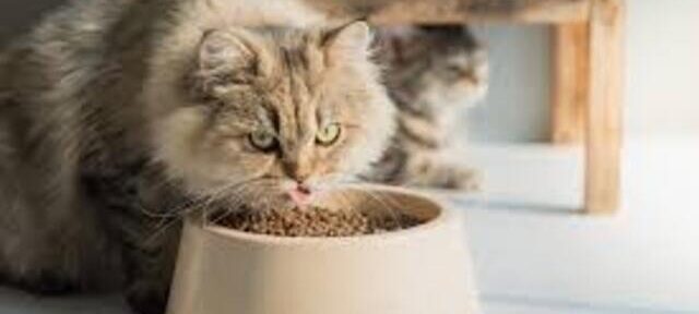 Pakan Kucing Anggora Menjaga Kesehatan dan Keindahan Bulu