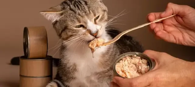 Rahasia Kucing Sehat dengan Asupan Nutrisi dari Whiskas