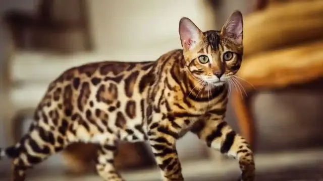 5 Ras Kucing Termahal