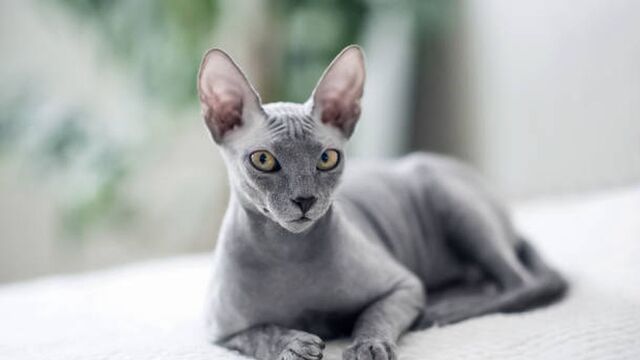 Kucing Eksotis Termahal
